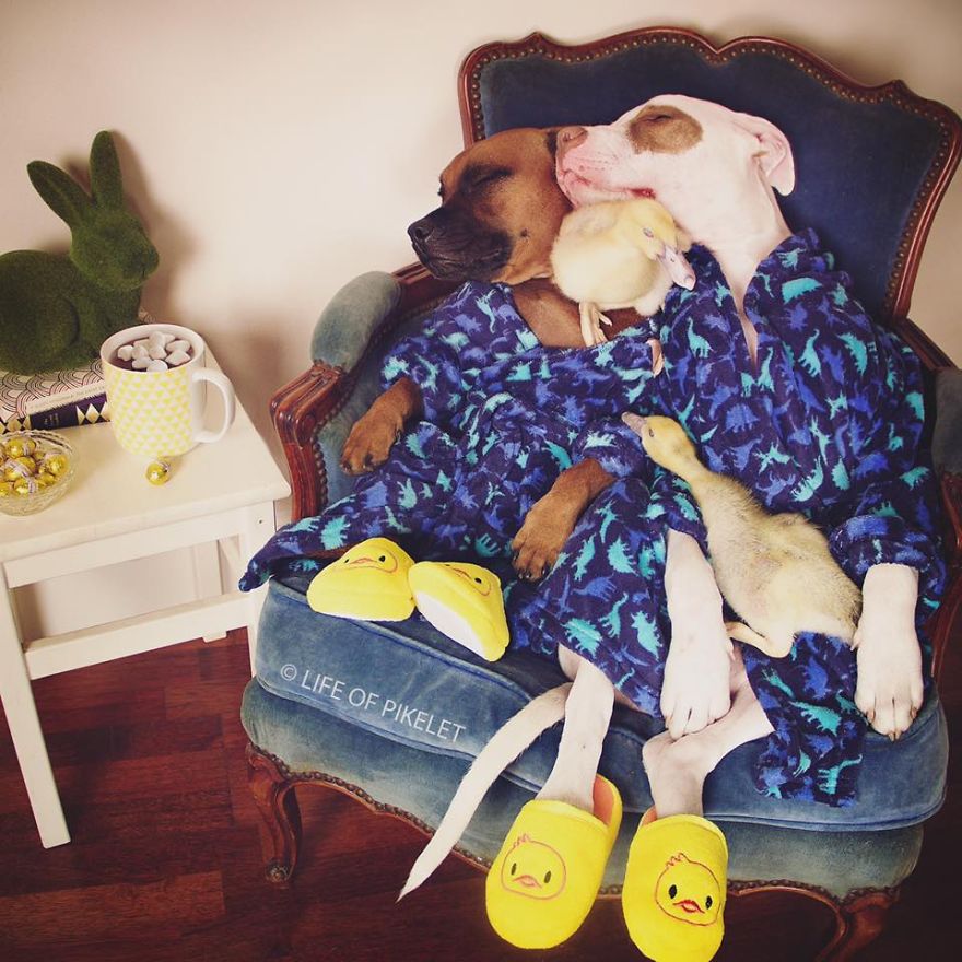 My Rescue Dogs Become Best Friends With Rescue Ducklings My Rescue Dogs Become Best Friends With Rescue Ducklings