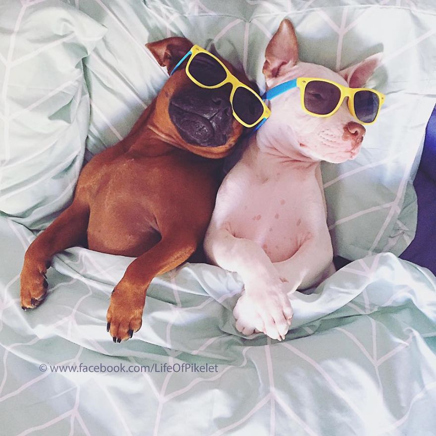 My Rescue Dogs Become Best Friends With Rescue Ducklings My Rescue Dogs Become Best Friends With Rescue Ducklings