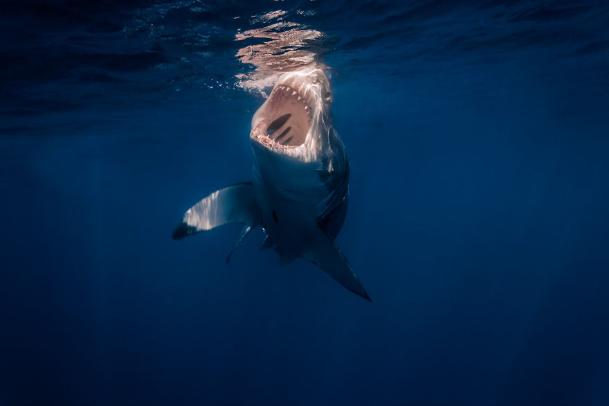 I Photograph Great White Sharks In (Hopefully) A Non-Scary Way I Photograph Great White Sharks In (Hopefully) A Non-Scary Way
