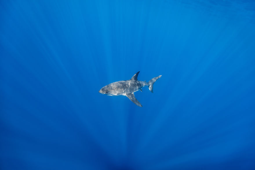 I Photograph Great White Sharks In (Hopefully) A Non-Scary Way I Photograph Great White Sharks In (Hopefully) A Non-Scary Way