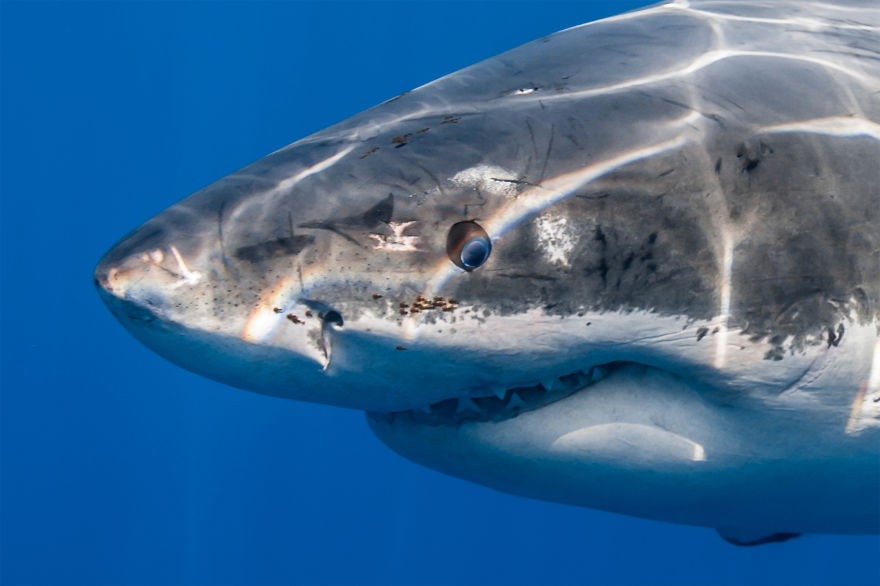I Photograph Great White Sharks In (Hopefully) A Non-Scary Way I Photograph Great White Sharks In (Hopefully) A Non-Scary Way