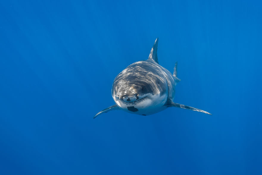 I Photograph Great White Sharks In (Hopefully) A Non-Scary Way I Photograph Great White Sharks In (Hopefully) A Non-Scary Way