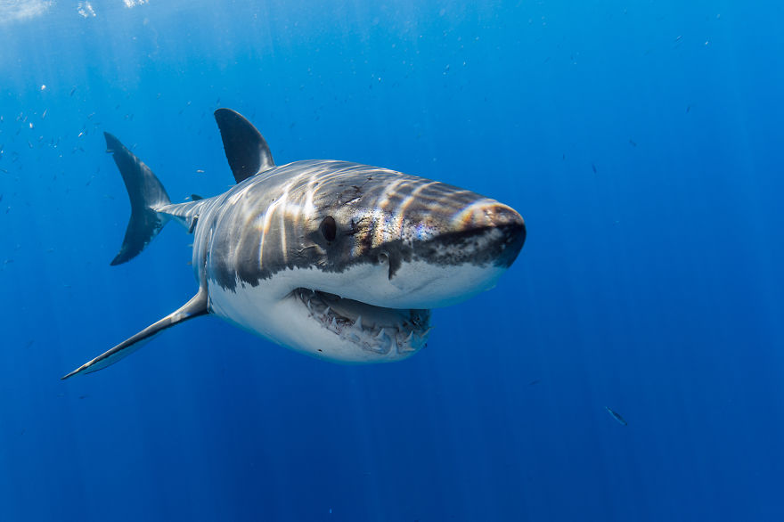 I Photograph Great White Sharks In (Hopefully) A Non-Scary Way