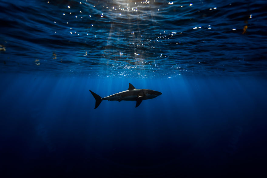 I Photograph Great White Sharks In (Hopefully) A Non-Scary Way