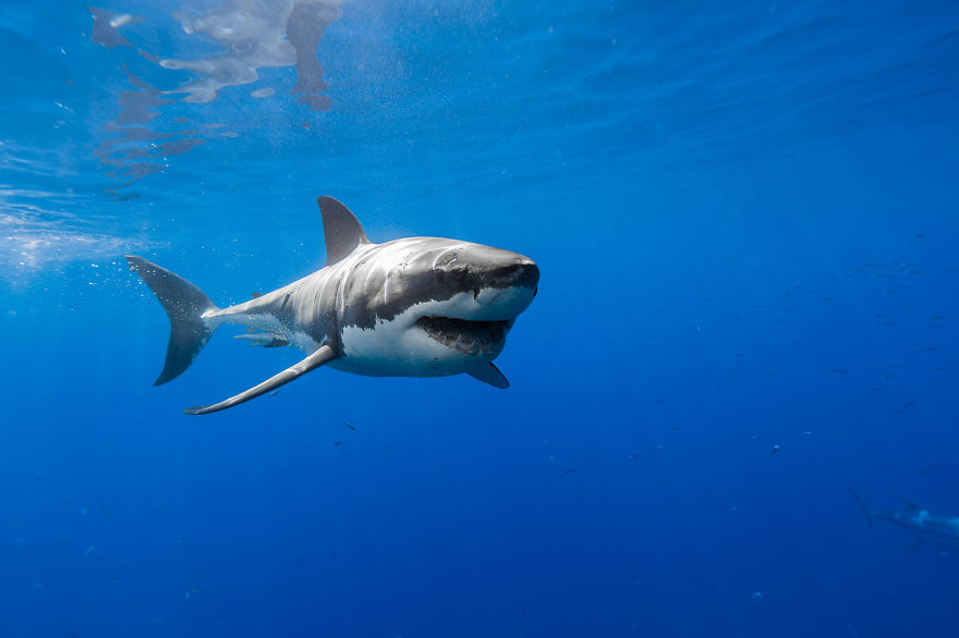 I Photograph Great White Sharks In (Hopefully) A Non-Scary Way