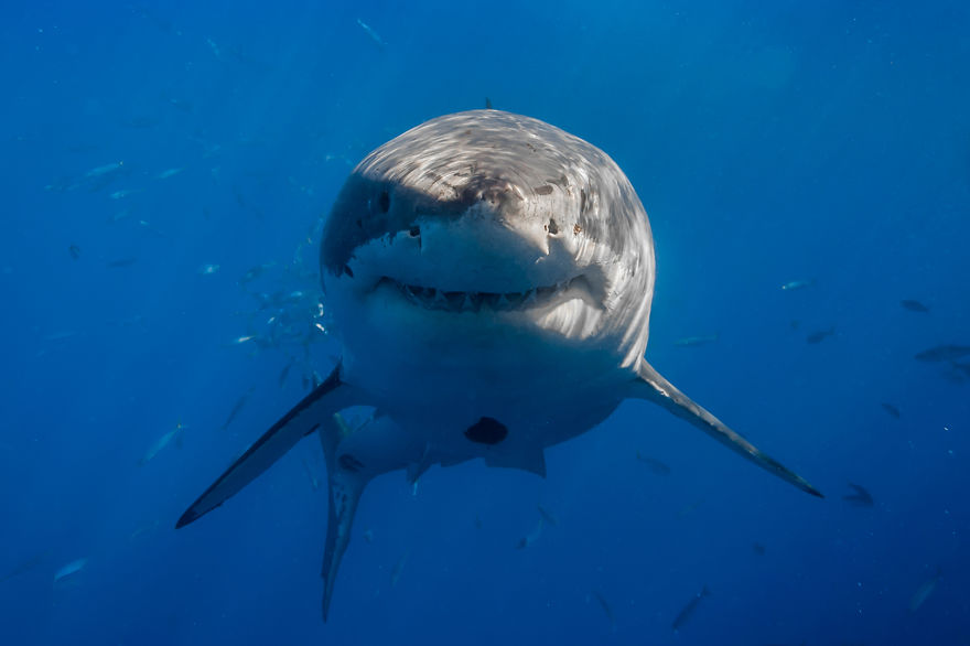 I Photograph Great White Sharks In (Hopefully) A Non-Scary Way I Photograph Great White Sharks In (Hopefully) A Non-Scary Way