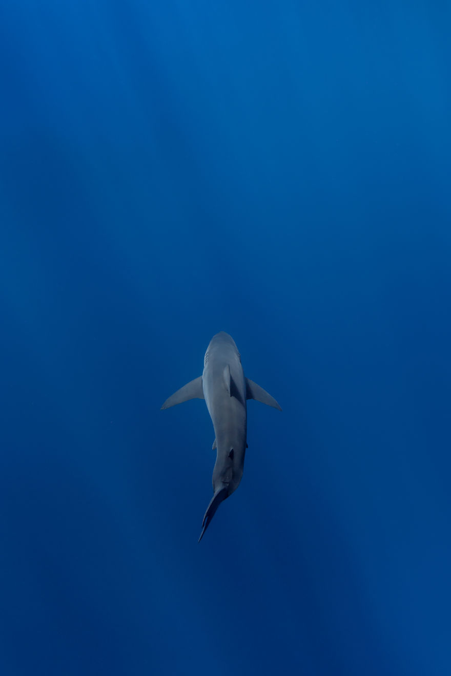 I Photograph Great White Sharks In (Hopefully) A Non-Scary Way