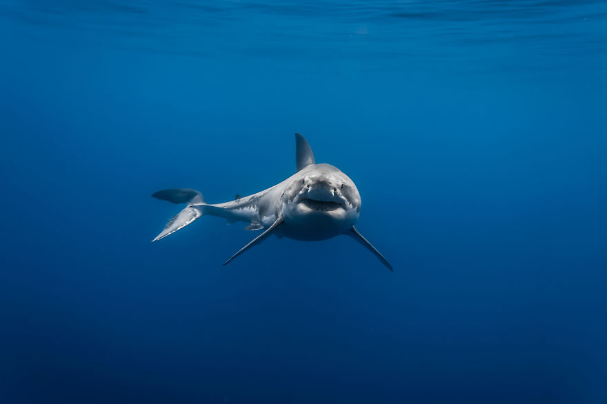 I Photograph Great White Sharks In (Hopefully) A Non-Scary Way I Photograph Great White Sharks In (Hopefully) A Non-Scary Way