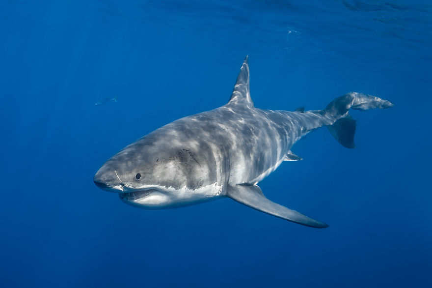 I Photograph Great White Sharks In (Hopefully) A Non-Scary Way I Photograph Great White Sharks In (Hopefully) A Non-Scary Way