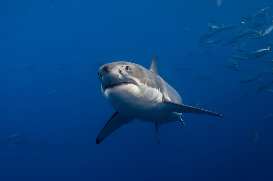 I Photograph Great White Sharks In (Hopefully) A Non-Scary Way I Photograph Great White Sharks In (Hopefully) A Non-Scary Way