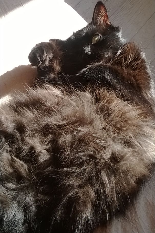 I'll Catch The Sun For You