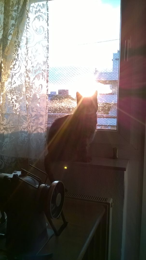 My Lady Doing Majestic Cat Stuff