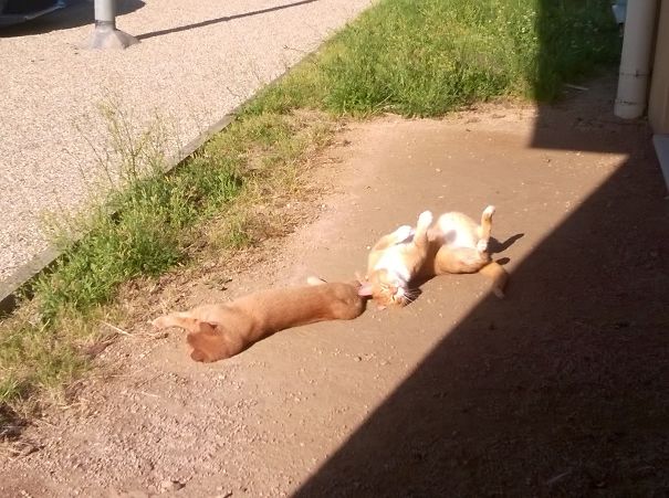 This Is What I Call Happy Cats