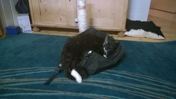 He Adores His Cat Tree And Something Was On Its Way..