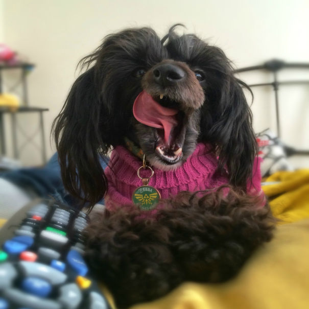 Chinese Crested - Zelda Luna!