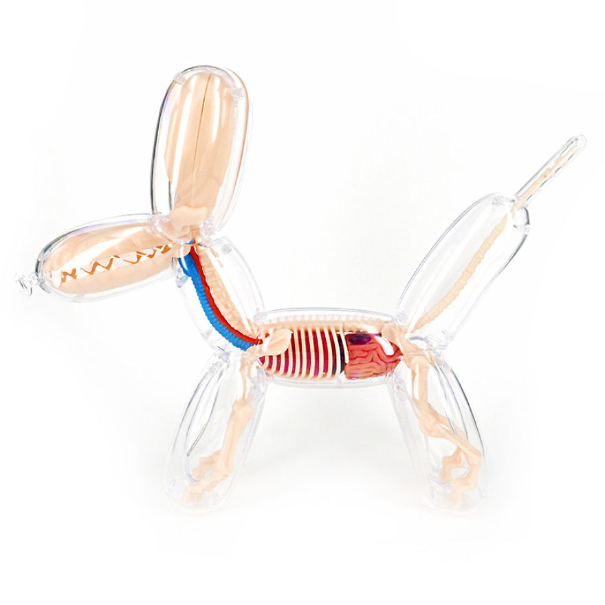 Anatomic Balloon Dog And Rubber Ducky