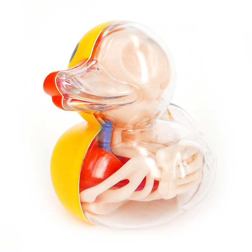 Anatomic Balloon Dog And Rubber Ducky
