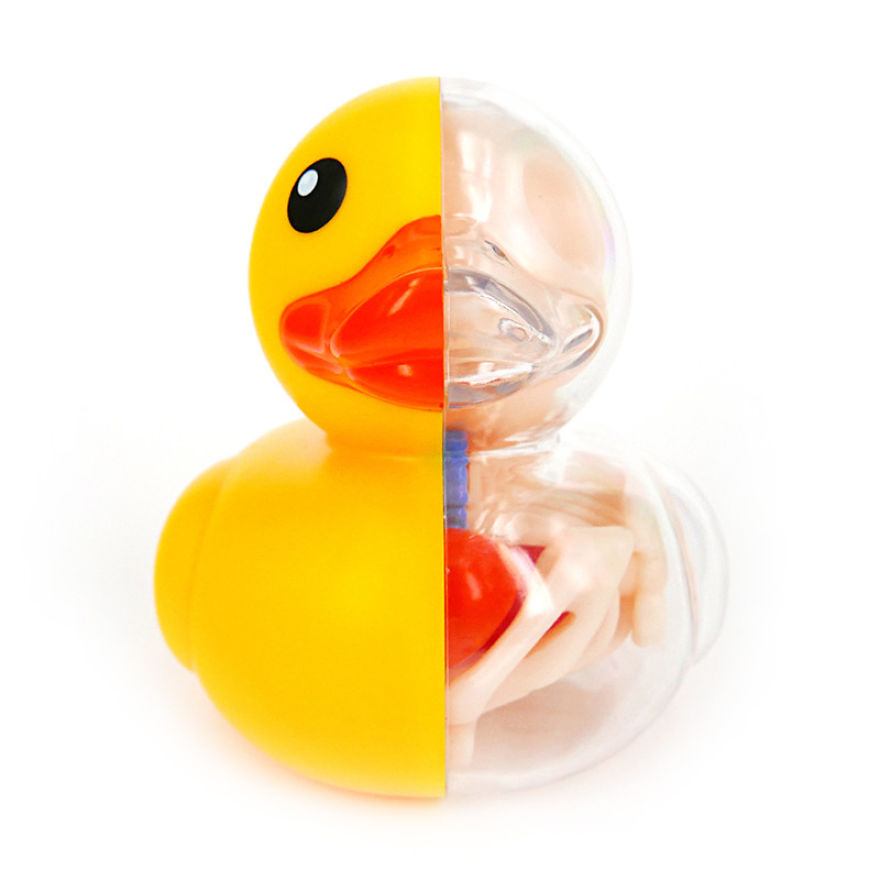 Anatomic Balloon Dog And Rubber Ducky