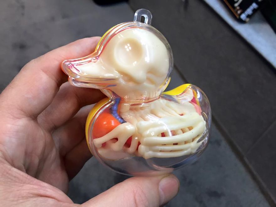 Anatomic Balloon Dog And Rubber Ducky