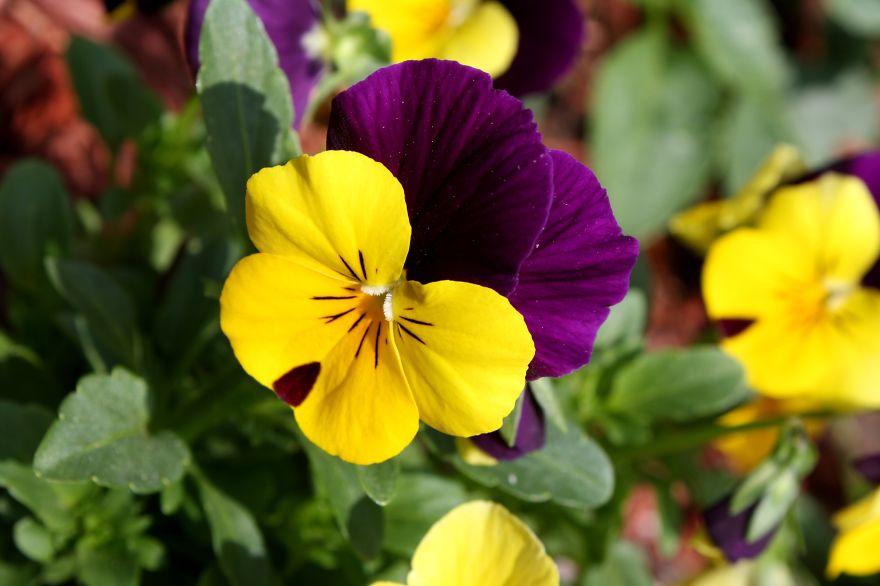 Pansy, Originated In Europe
