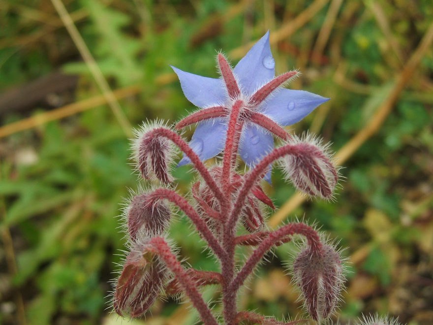 Starflower, Originated In Syria