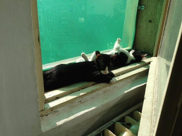 Bella And Bond And The Sun