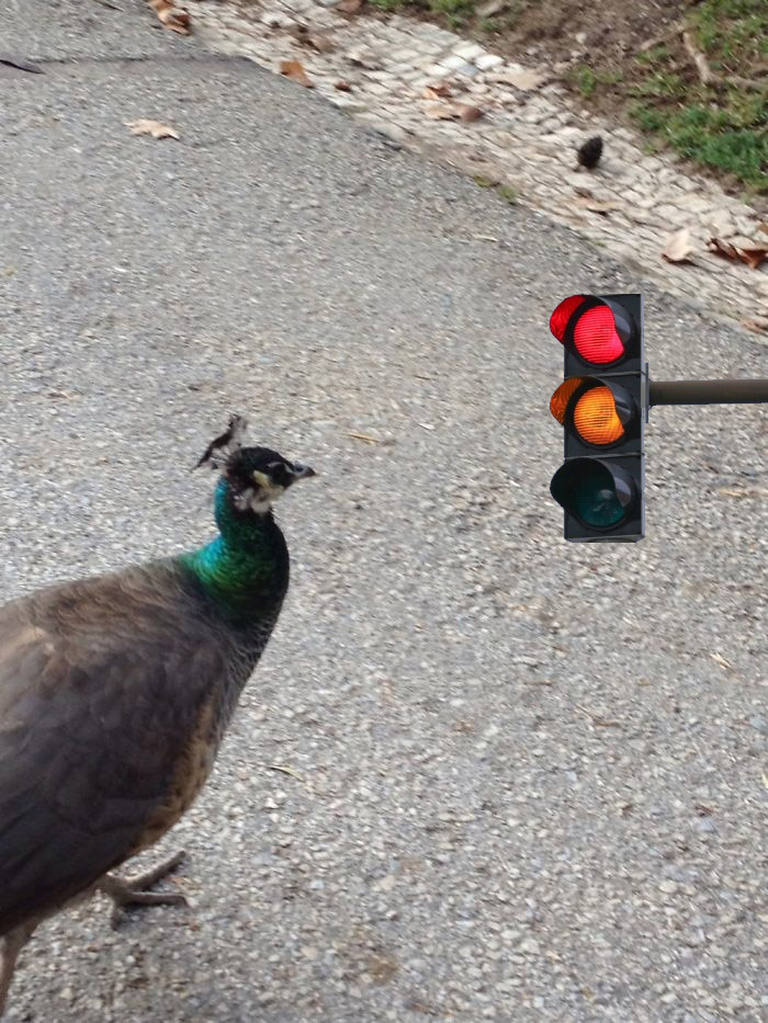 Birdy Traffic Light