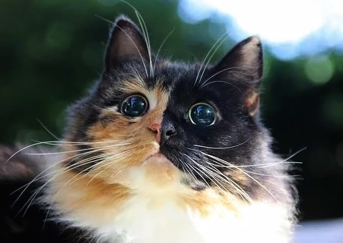 blind-cat-chimera-calico-jasmine-sandra-coudray-1