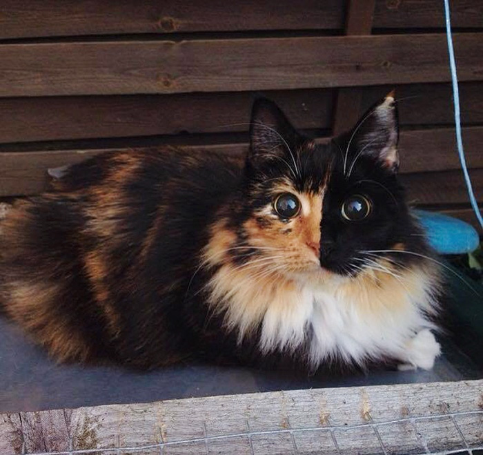 blind-cat-chimera-calico-jasmine-sandra-coudray-10 blind-cat-chimera-calico-jasmine-sandra-coudray-10