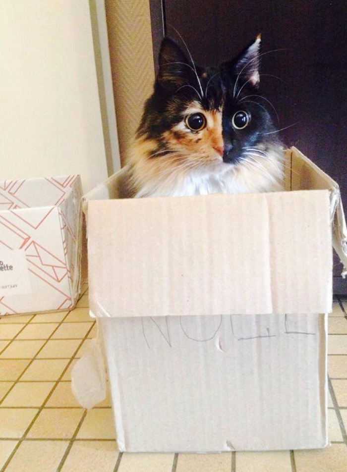 blind-cat-chimera-calico-jasmine-sandra-coudray-9