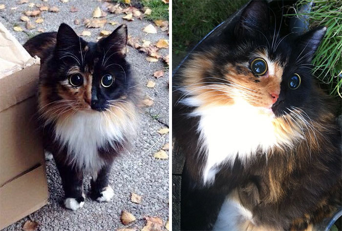 This Blind Kitty Found On The Street Has Eyes No One Could Resist