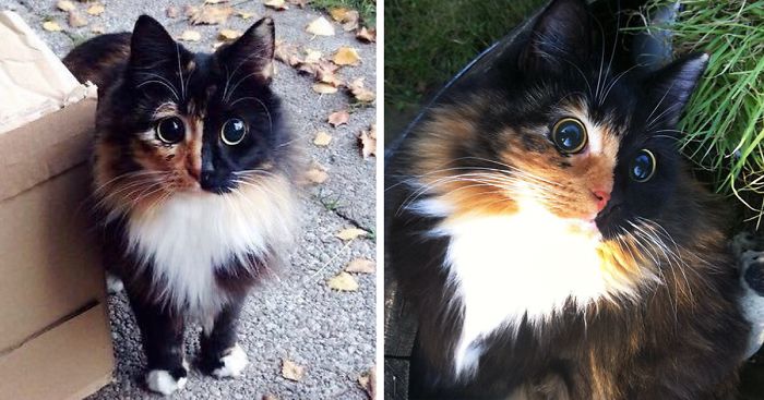 This Blind Kitty Found On The Street Has Eyes No One Could Resist