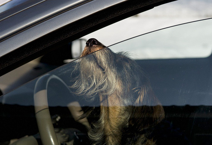 Smashing Car Windows Is Now Legal In Florida To Save Pets