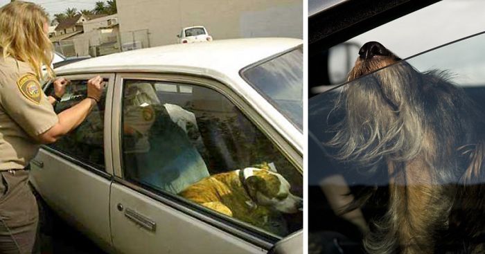 Smashing Car Windows Is Now Legal In Florida To Save Pets