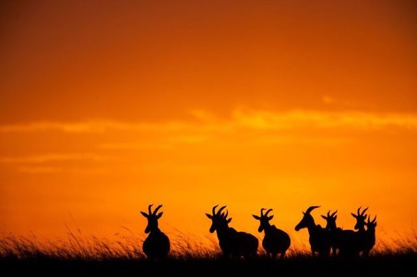 Breathtaking Sunsets On The Masai Mara