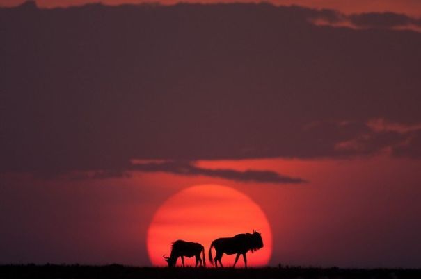 Breathtaking Sunsets On The Masai Mara