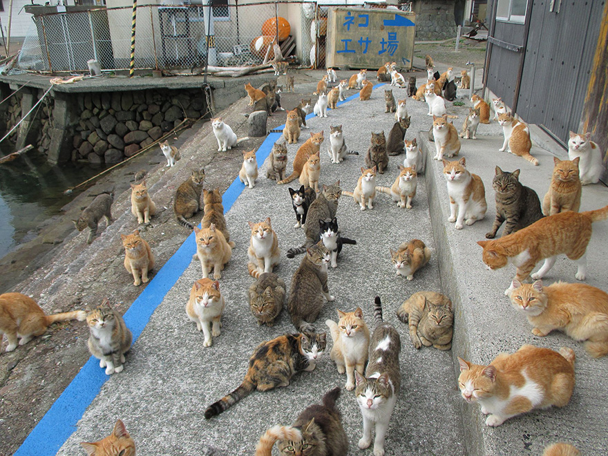 cat-island-japan-tweet-food-donation-aoshima-10.jpg