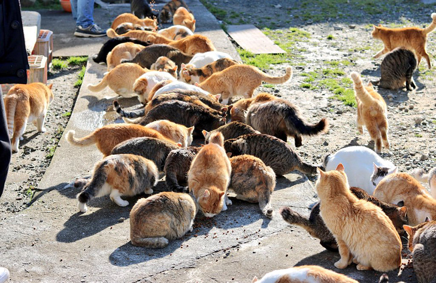 cat-island-japan-tweet-food-donation-aoshima-5 cat-island-japan-tweet-food-donation-aoshima-5