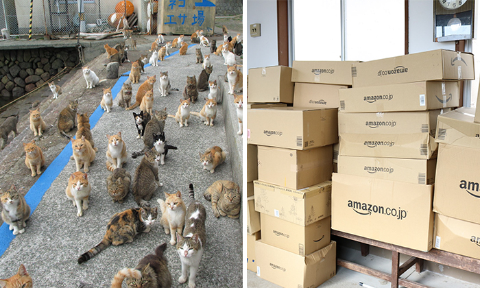 Japan’s Cat Island Asks Internet For Food, Gets More Than They Can Store