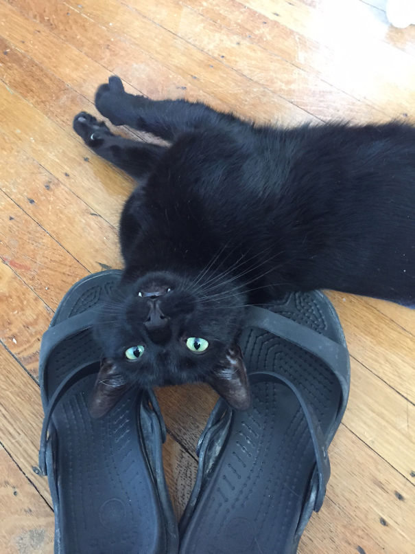 Schrodinger Likes To Sleep In Shoes