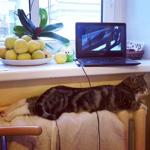 This Is How 'cat Spa' Looks Like