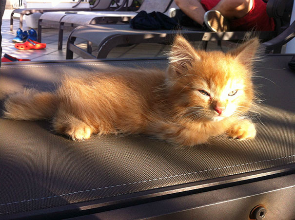 When I Grow Up I Shall Destroy The Sun, Along With You Petty Humans