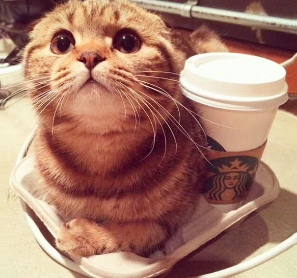 My Cat Likes Warm Coffee