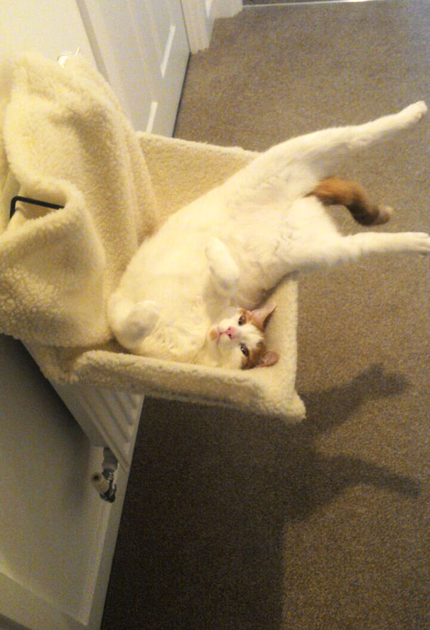 Friend Sent Me A Picture Of Her Cat Lounging By The Radiator