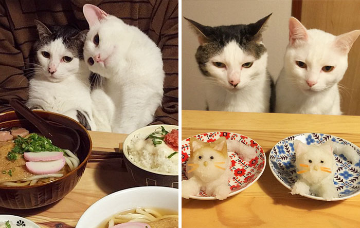 Japanese Couple Captures Every Time Their Cats Watch Them Eat