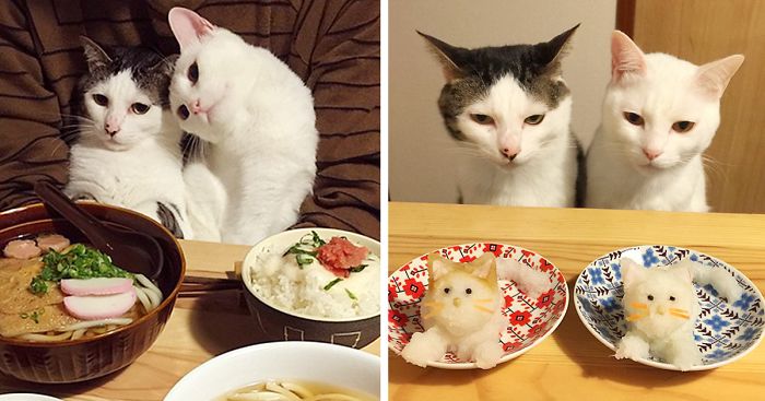 Japanese Couple Captures Every Time Their Cats Watch Them Eat