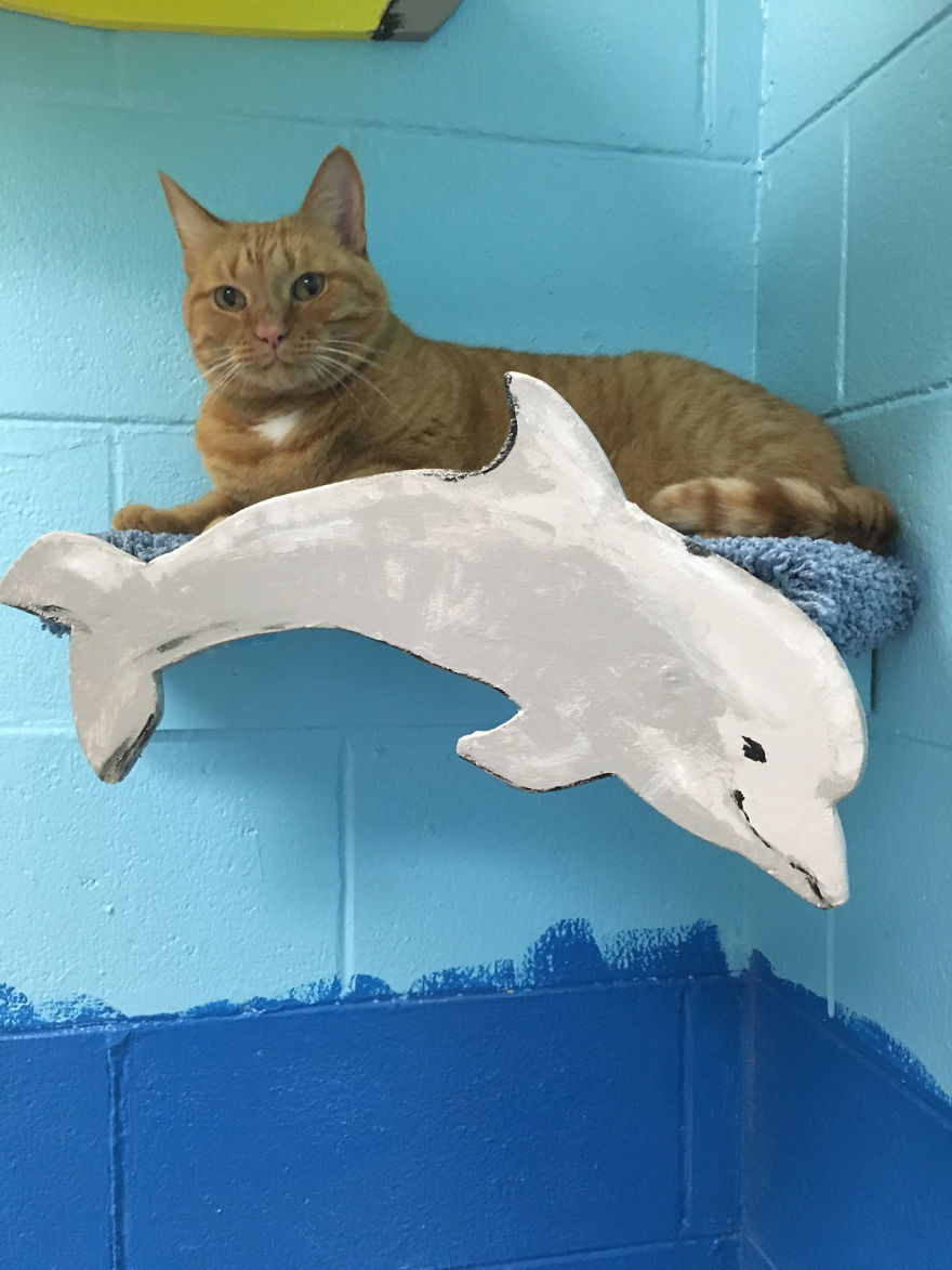 I Created A Harbour-Themed Cat Room For Shelter Cats To Brighten Their Days I Created A Harbour-Themed Cat Room For Shelter Cats To Brighten Their Days