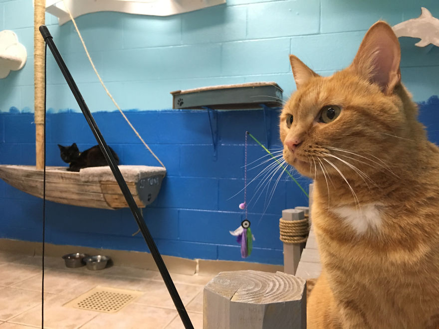 I Created A Harbour-Themed Cat Room For Shelter Cats To Brighten Their Days I Created A Harbour-Themed Cat Room For Shelter Cats To Brighten Their Days