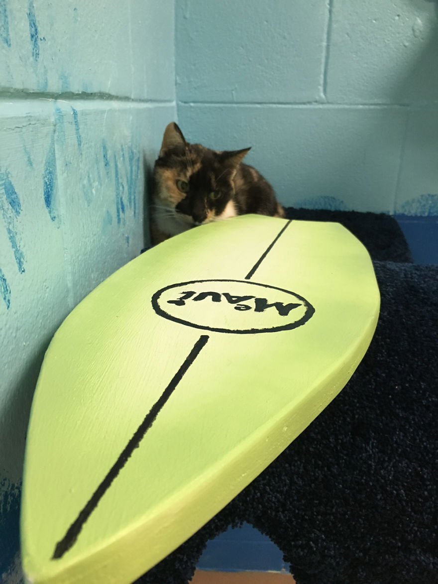 I Created A Harbour-Themed Cat Room For Shelter Cats To Brighten Their Days I Created A Harbour-Themed Cat Room For Shelter Cats To Brighten Their Days