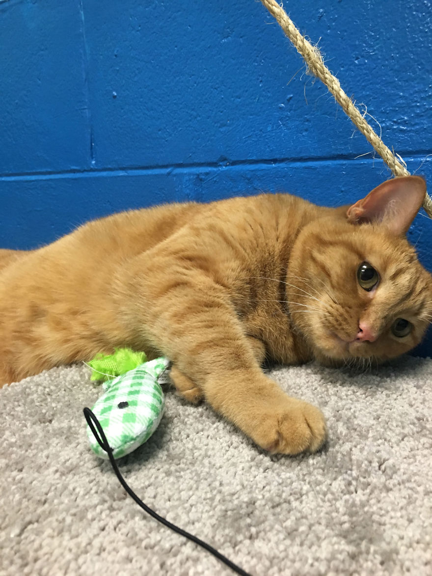 I Created A Harbour-Themed Cat Room For Shelter Cats To Brighten Their Days I Created A Harbour-Themed Cat Room For Shelter Cats To Brighten Their Days